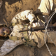 Illustration for article titled Should Female Marines Get a Break?